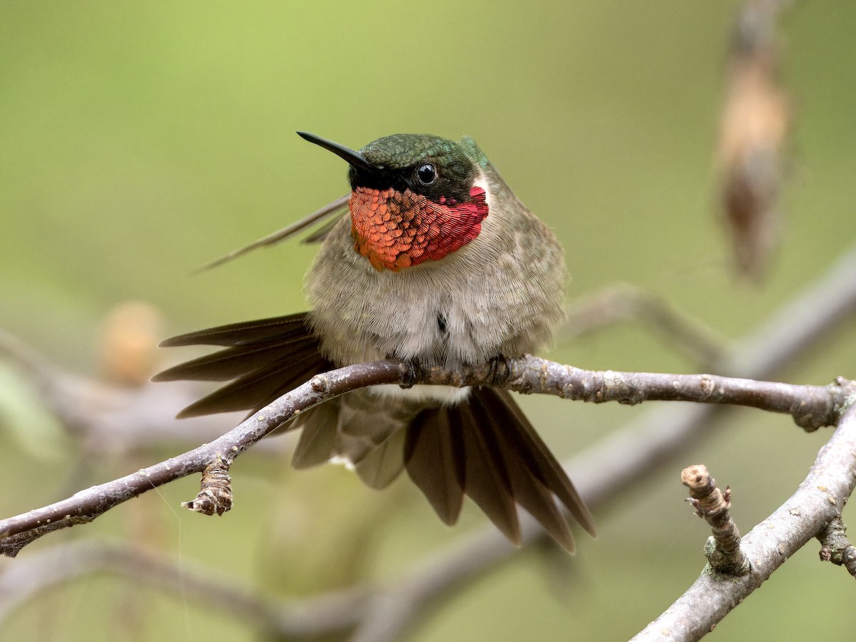 Colibrí Gorjirrubí - ML619743506