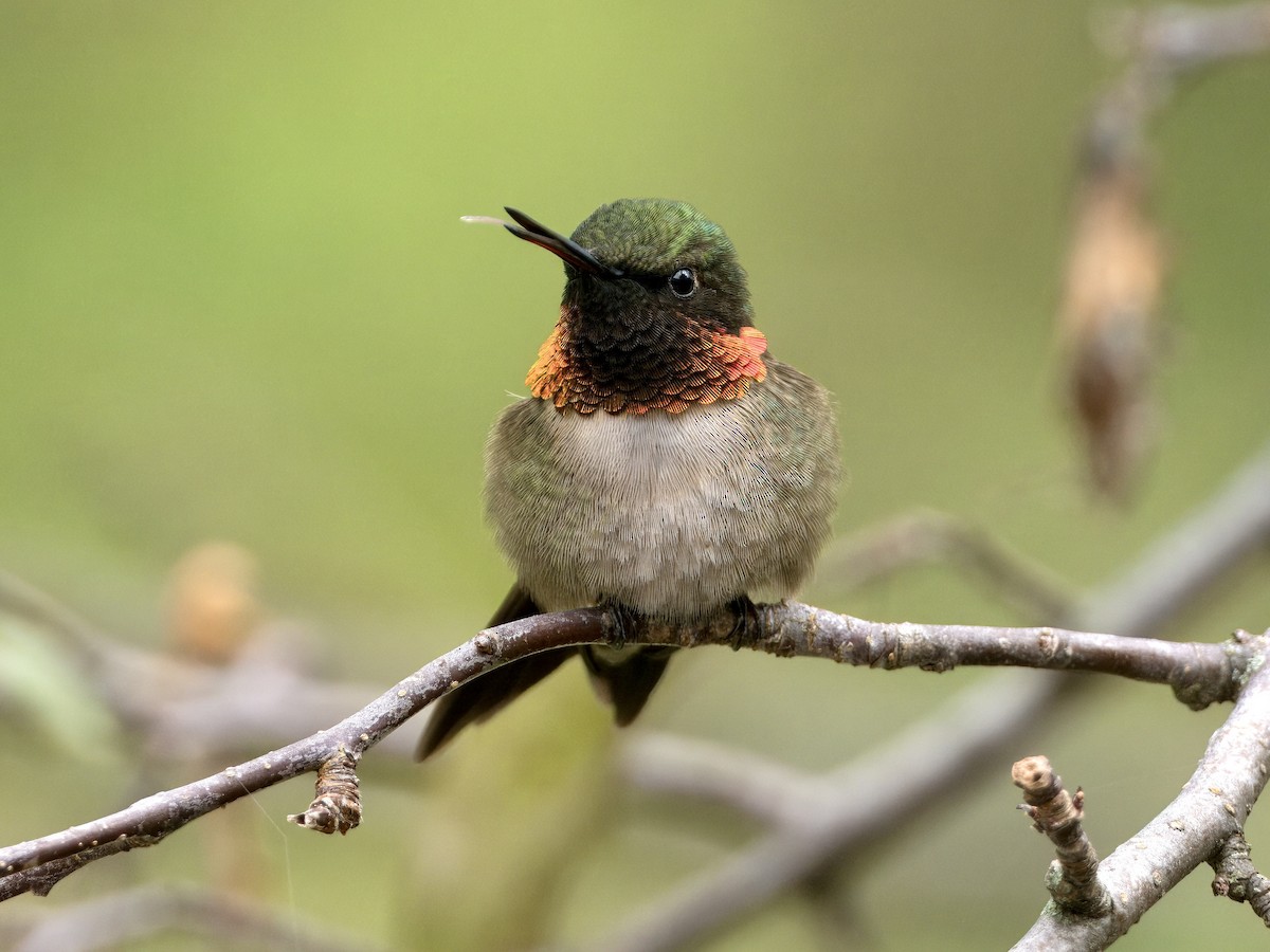 Ruby-throated Hummingbird - ML619743507