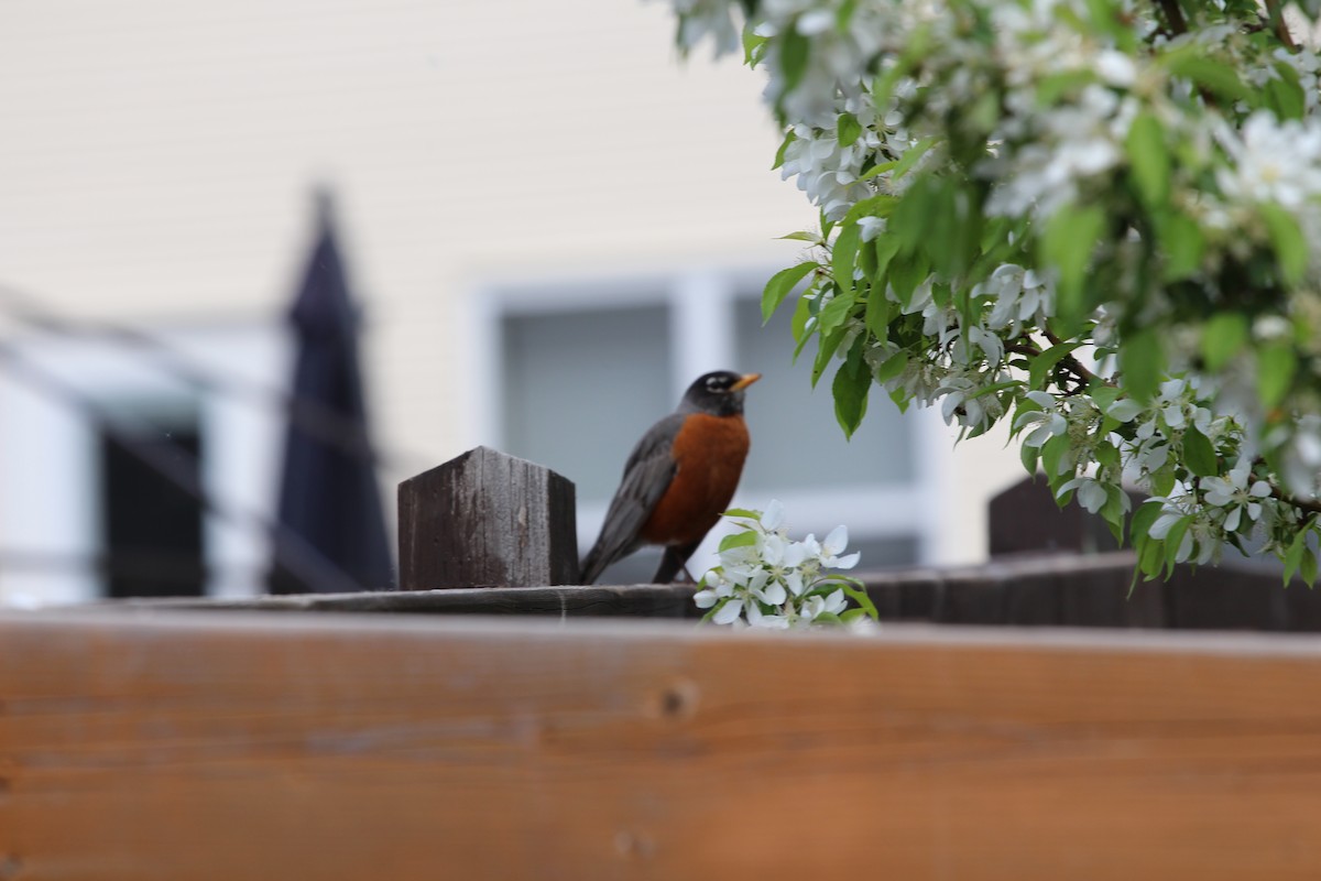 American Robin - ML619743509