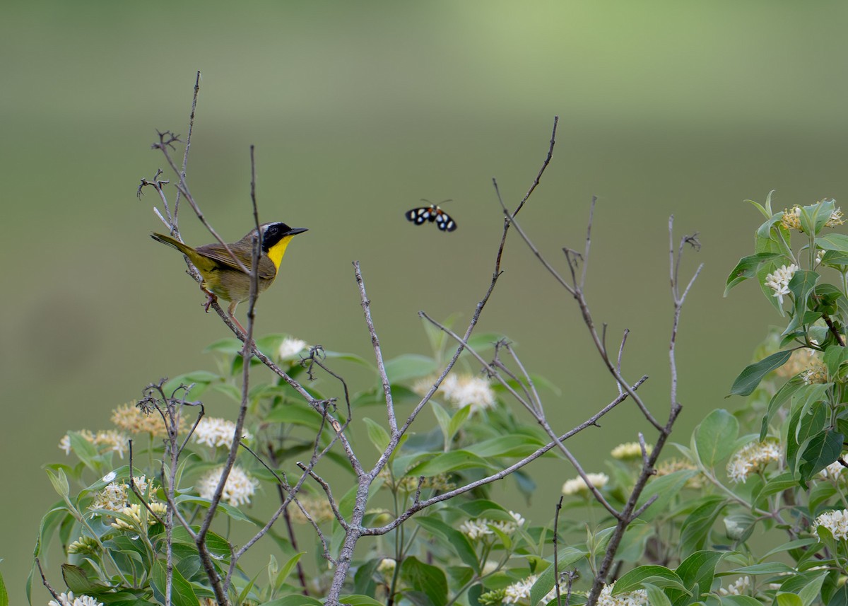 Weidengelbkehlchen - ML619743510