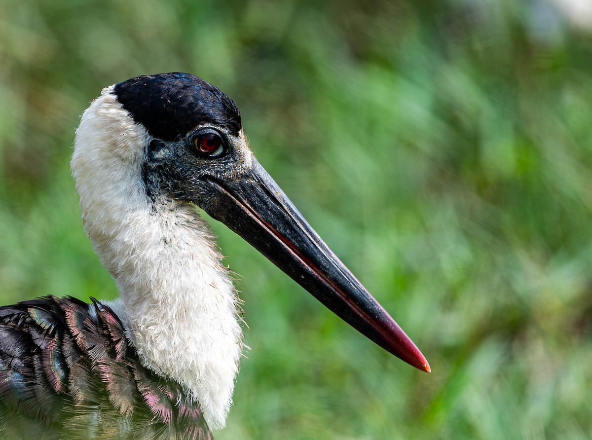 Asian Woolly-necked Stork - ML619743515