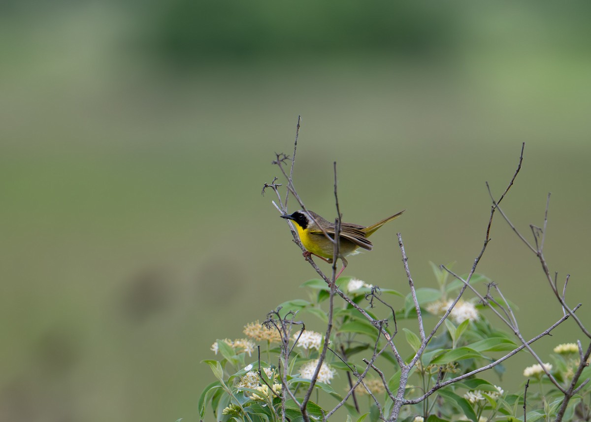 Common Yellowthroat - Sheila and Ed Bremer