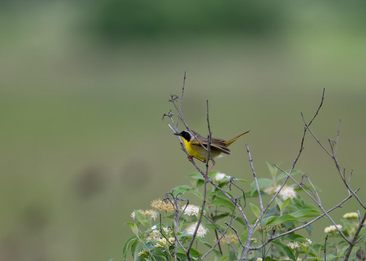 Common Yellowthroat - ML619743516