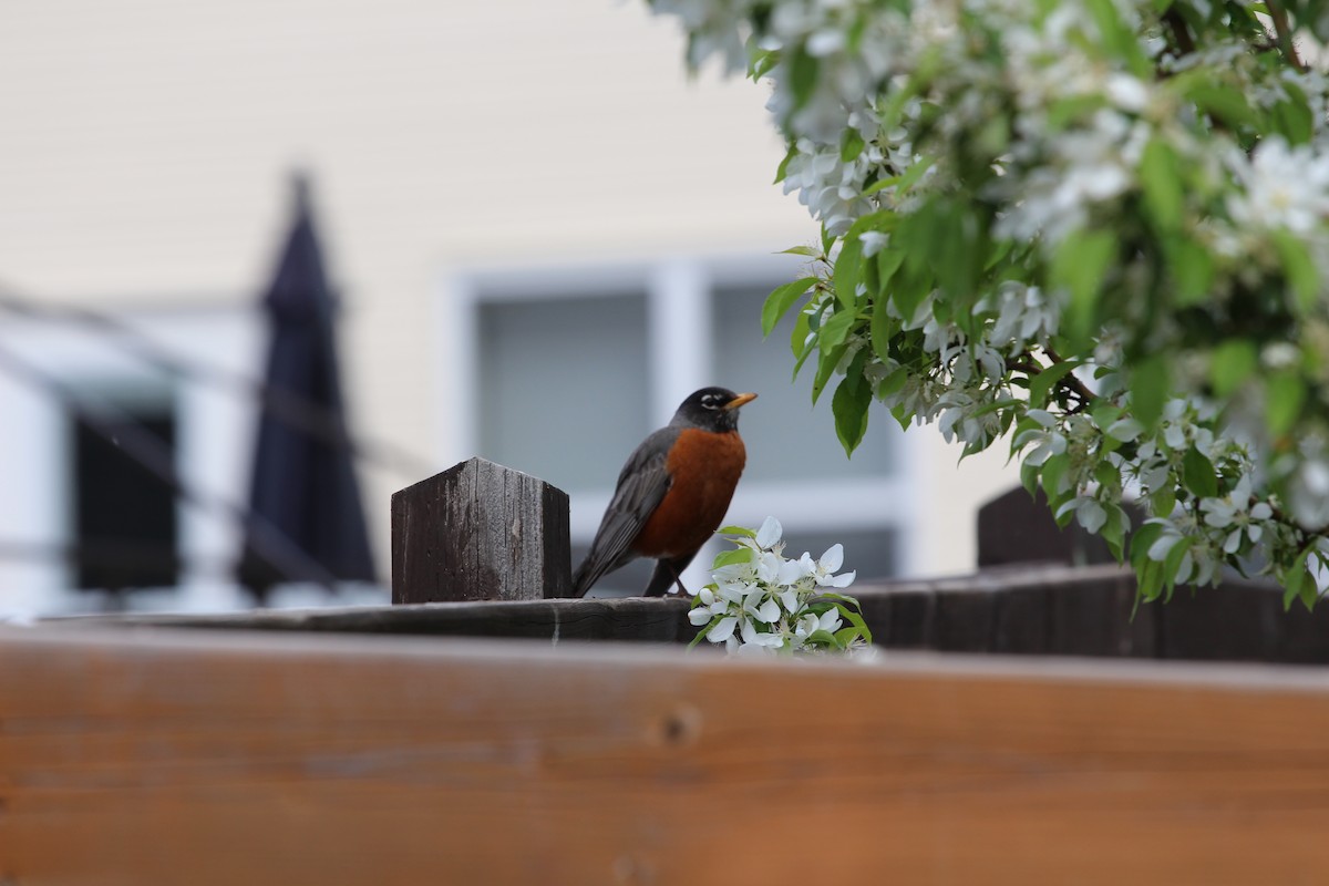 American Robin - ML619743529