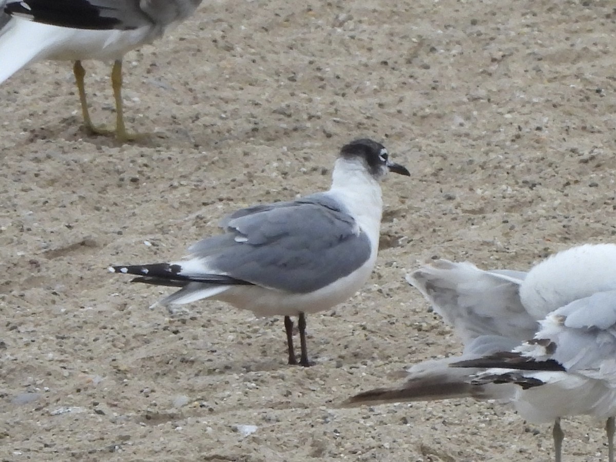 Gaviota Pipizcan - ML619743545