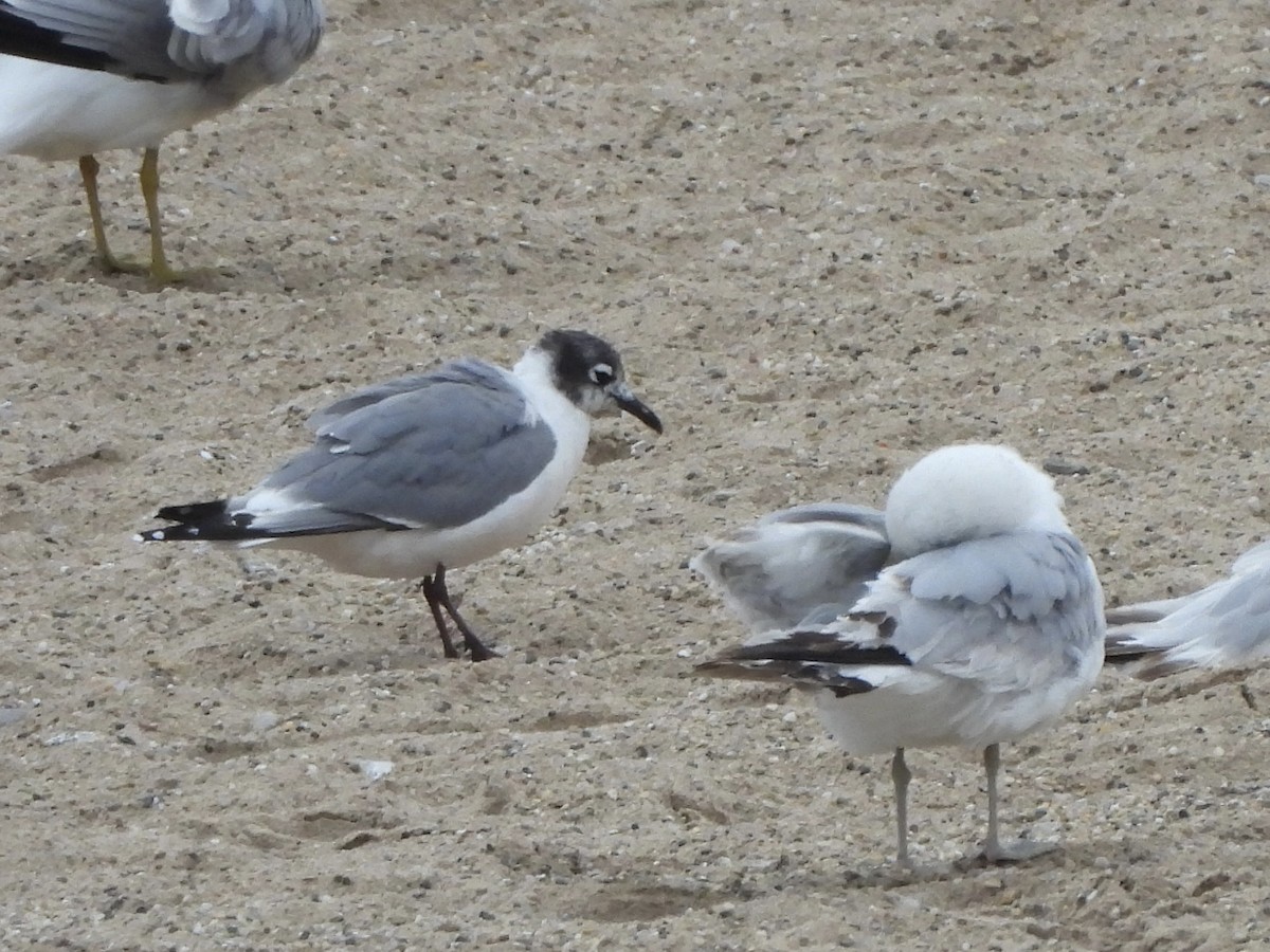 Mouette de Franklin - ML619743546