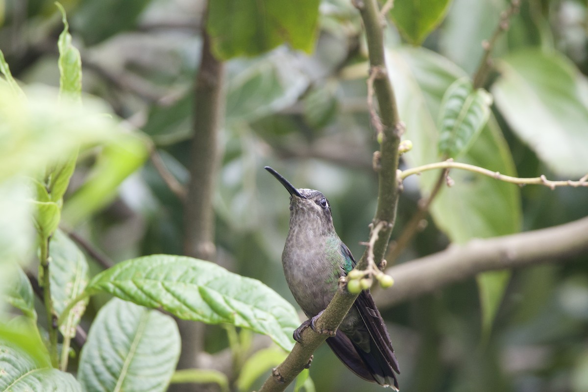 Talamanca Hummingbird - ML619743554