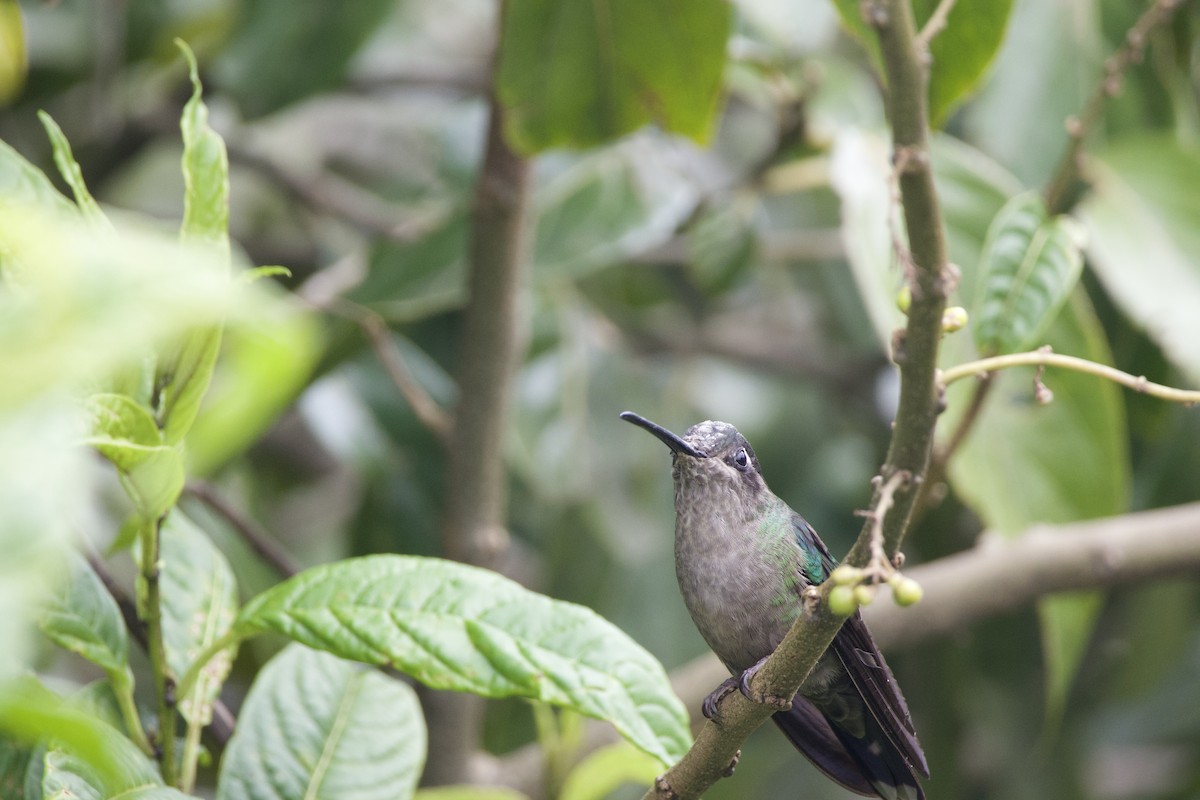Talamanca Hummingbird - ML619743555