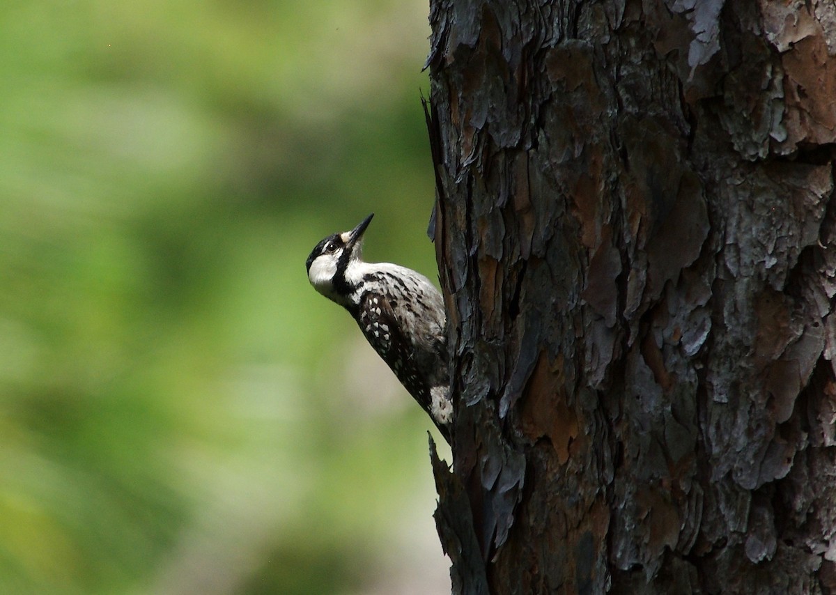 Red-cockaded Woodpecker - ML619743560