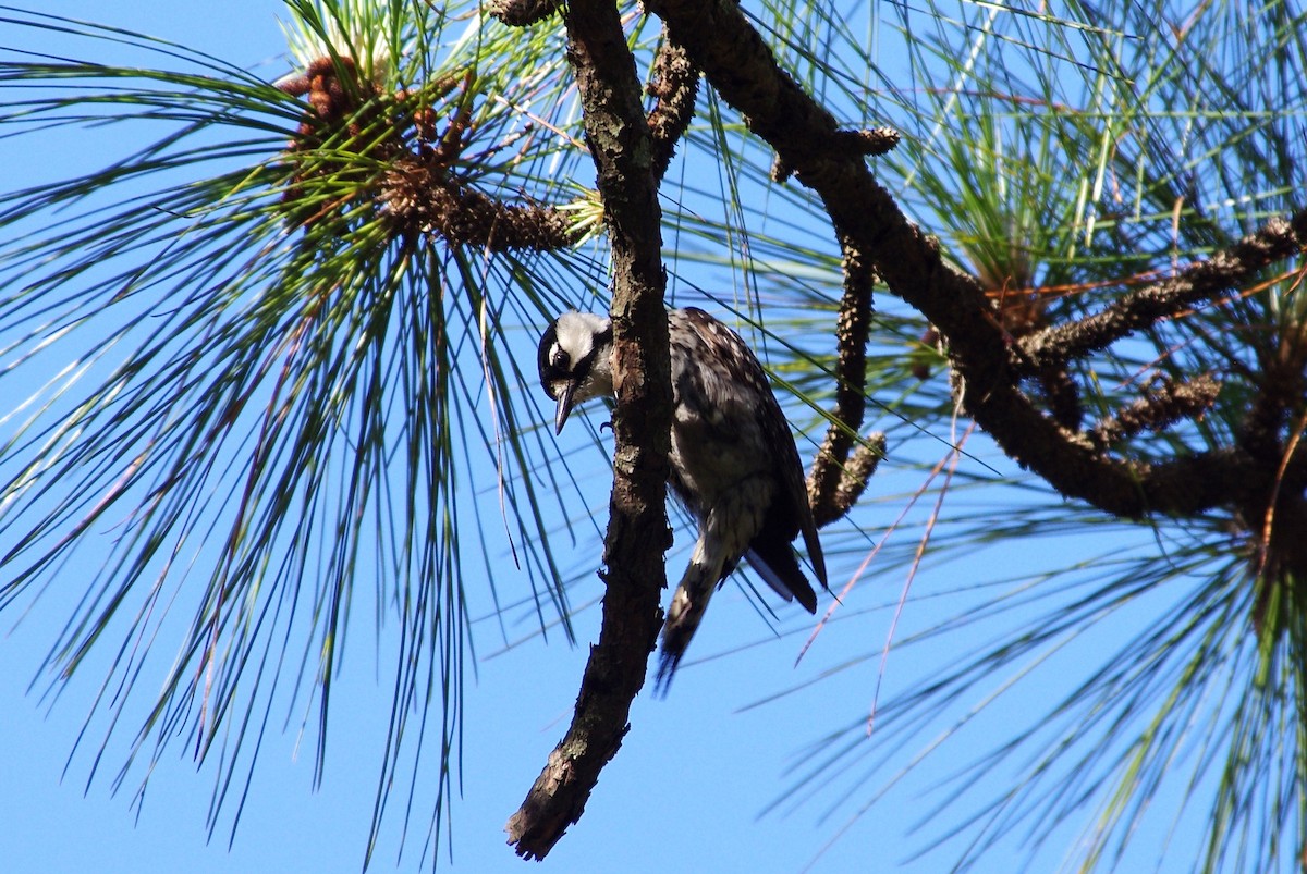 Red-cockaded Woodpecker - ML619743562