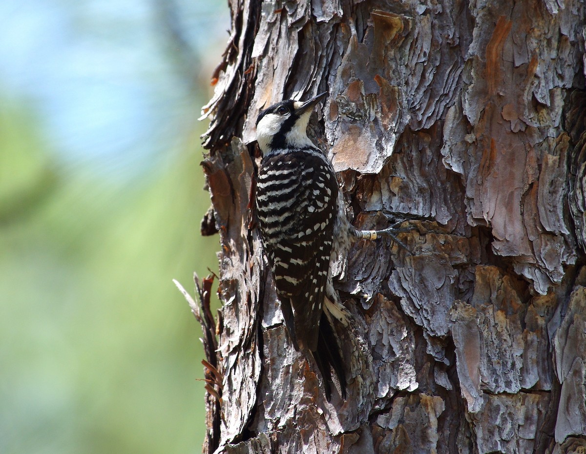 Red-cockaded Woodpecker - ML619743563