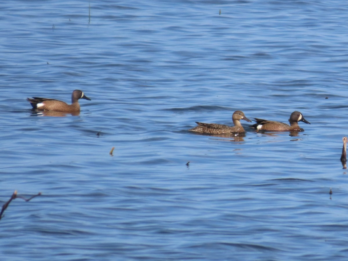 Blue-winged Teal - ML619743580