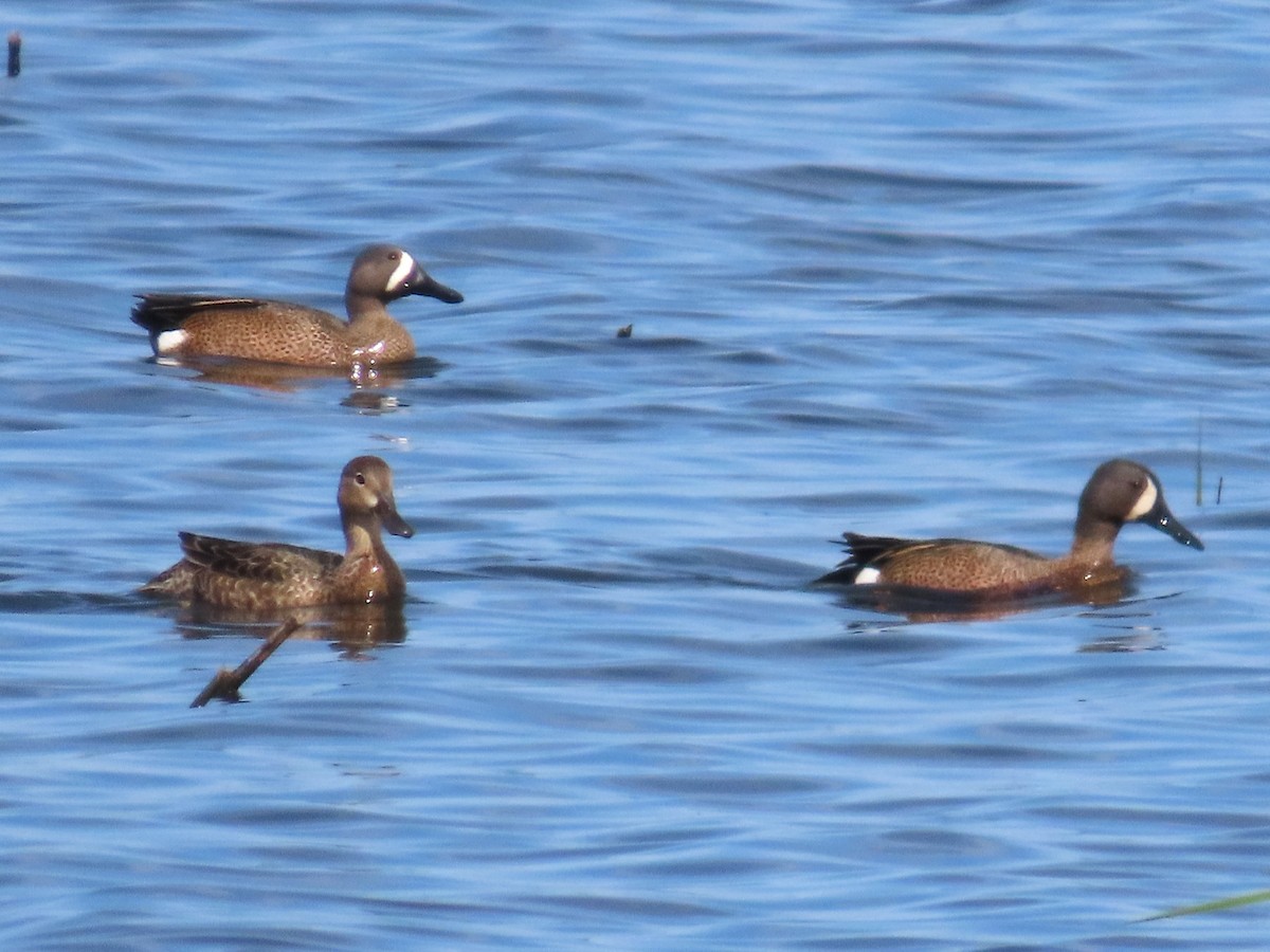 Blue-winged Teal - ML619743581
