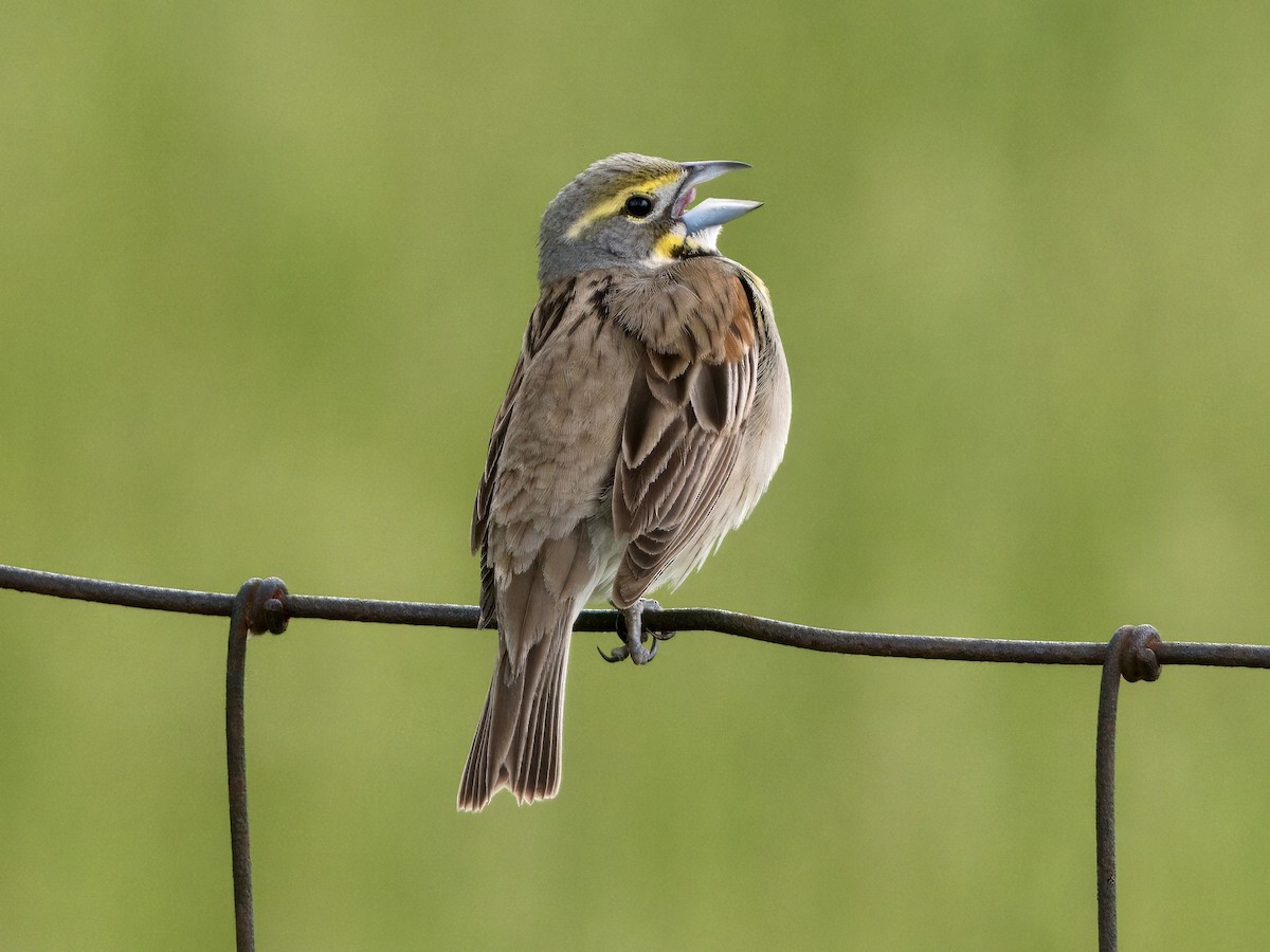 Dickcissel d'Amérique - ML619743585