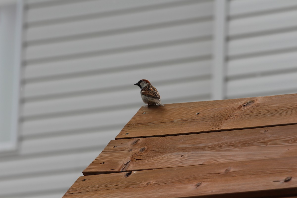 House Sparrow - ML619743589