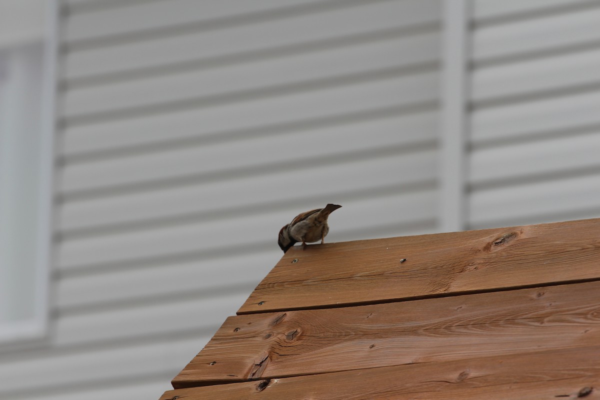 House Sparrow - ML619743607