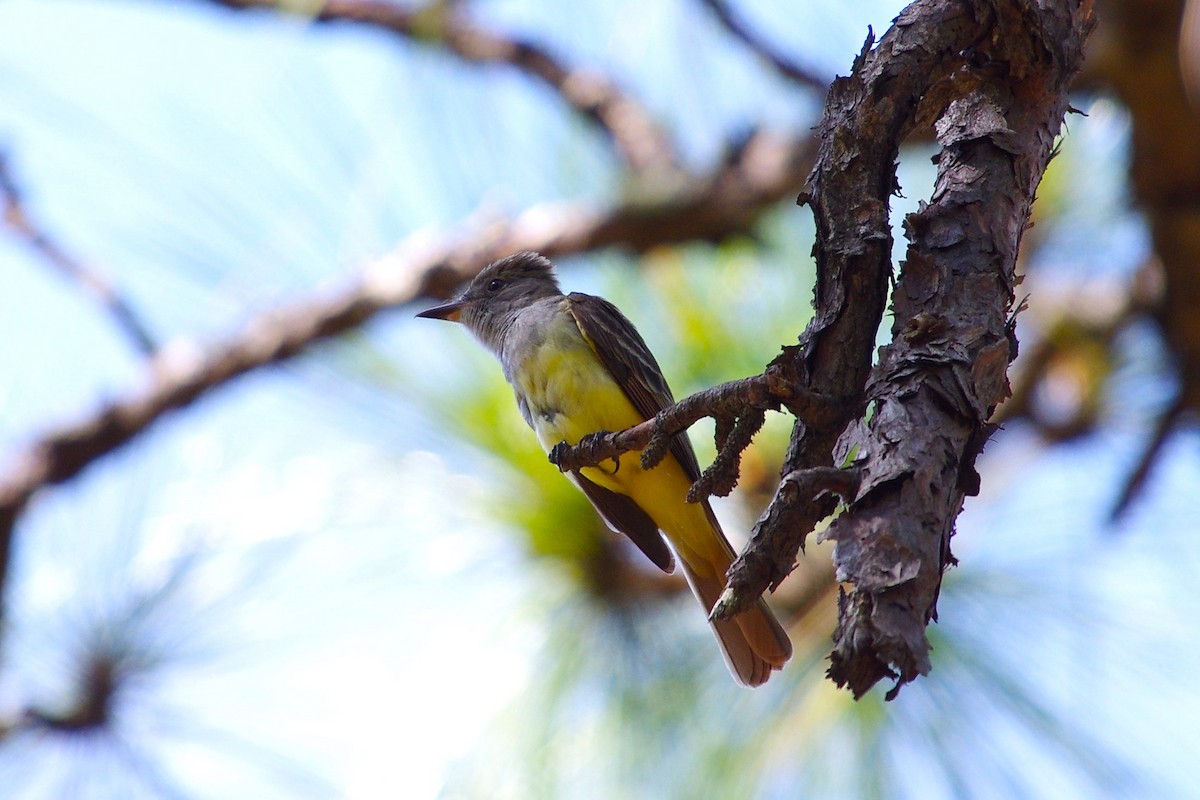 Great Crested Flycatcher - chuck gehringer