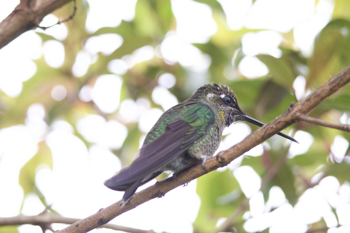 Talamanca Hummingbird - ML619743620