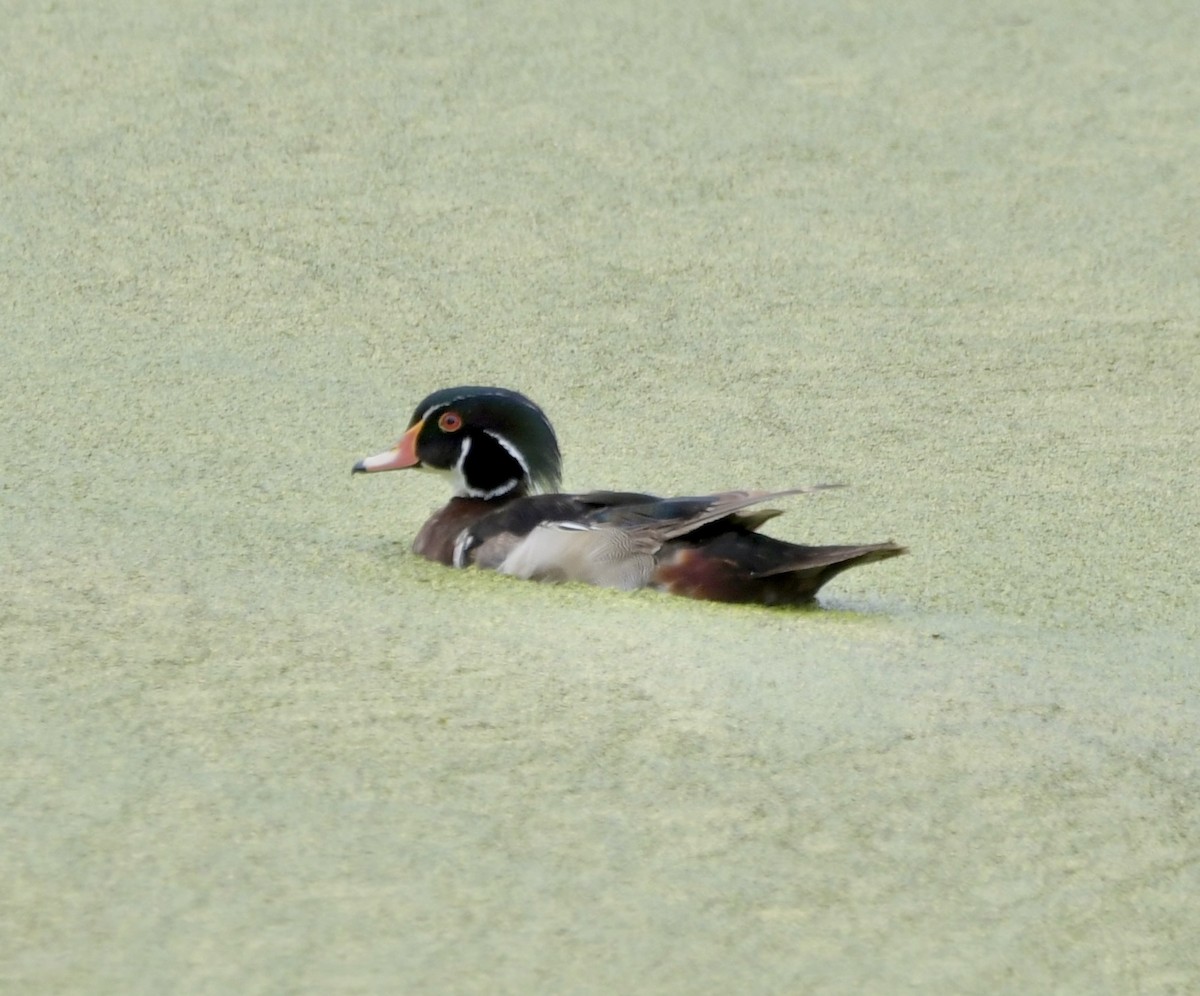 Wood Duck - ML619743628