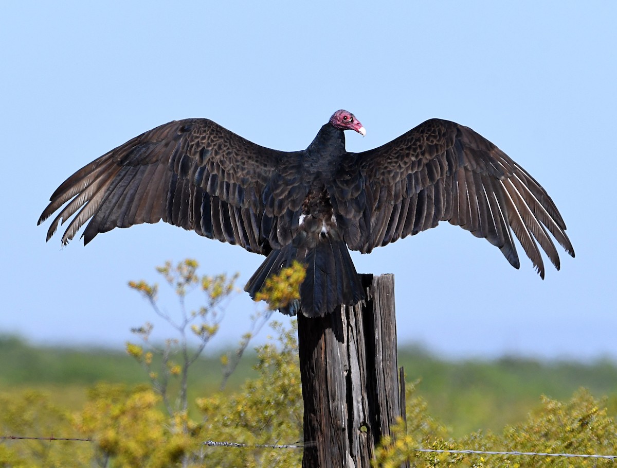 Turkey Vulture - ML619743629
