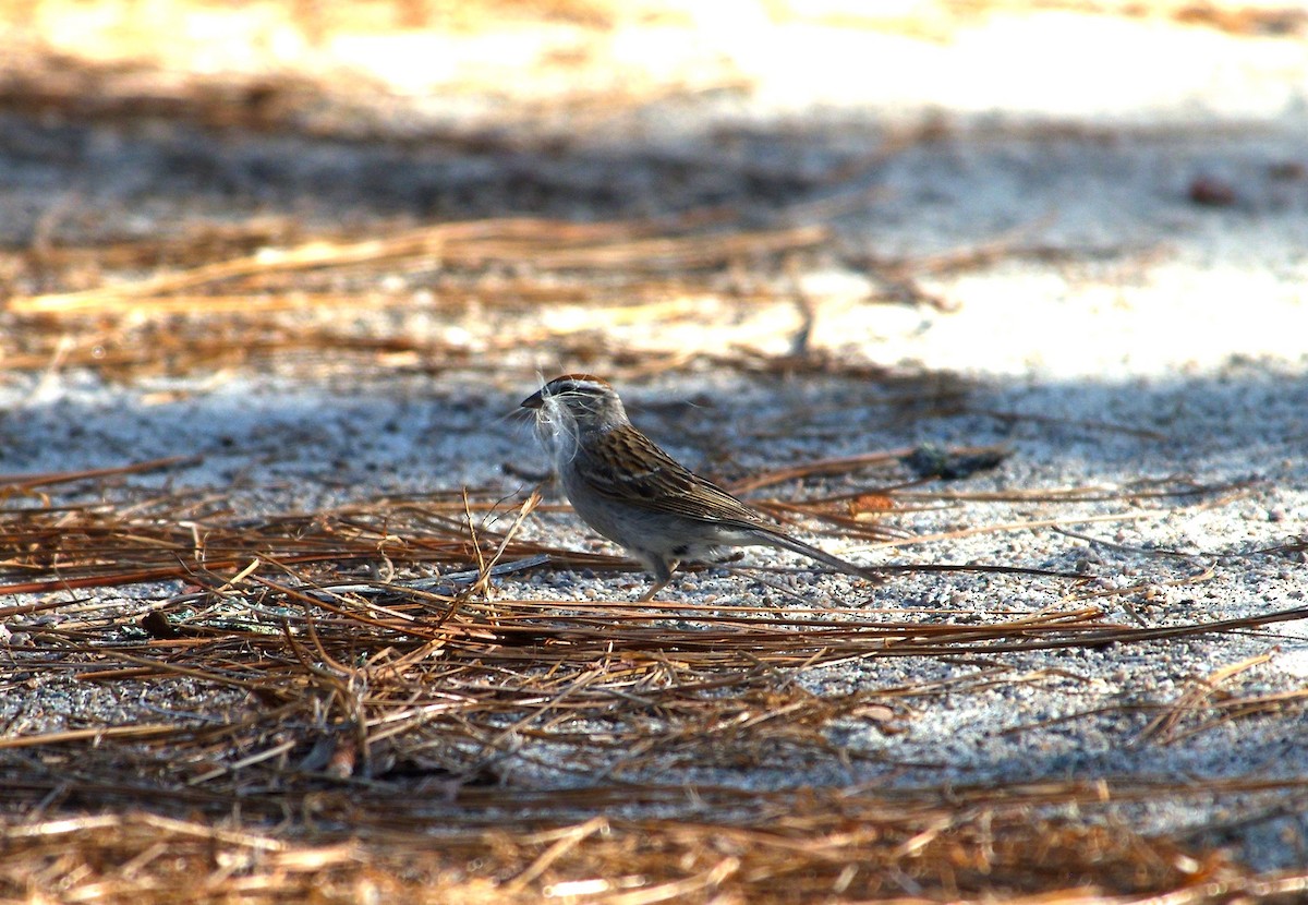 Chipping Sparrow - ML619743644