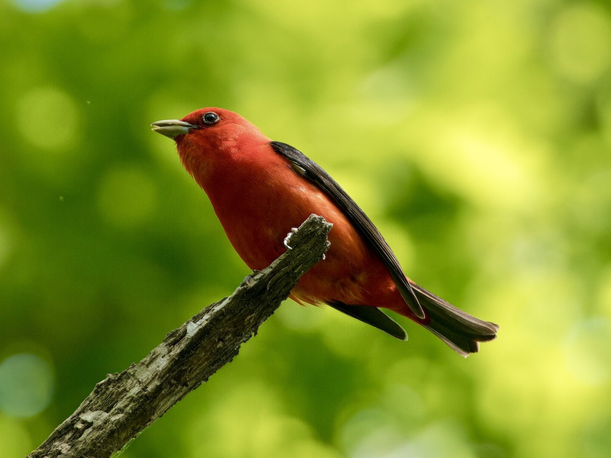 Scarlet Tanager - ML619743670