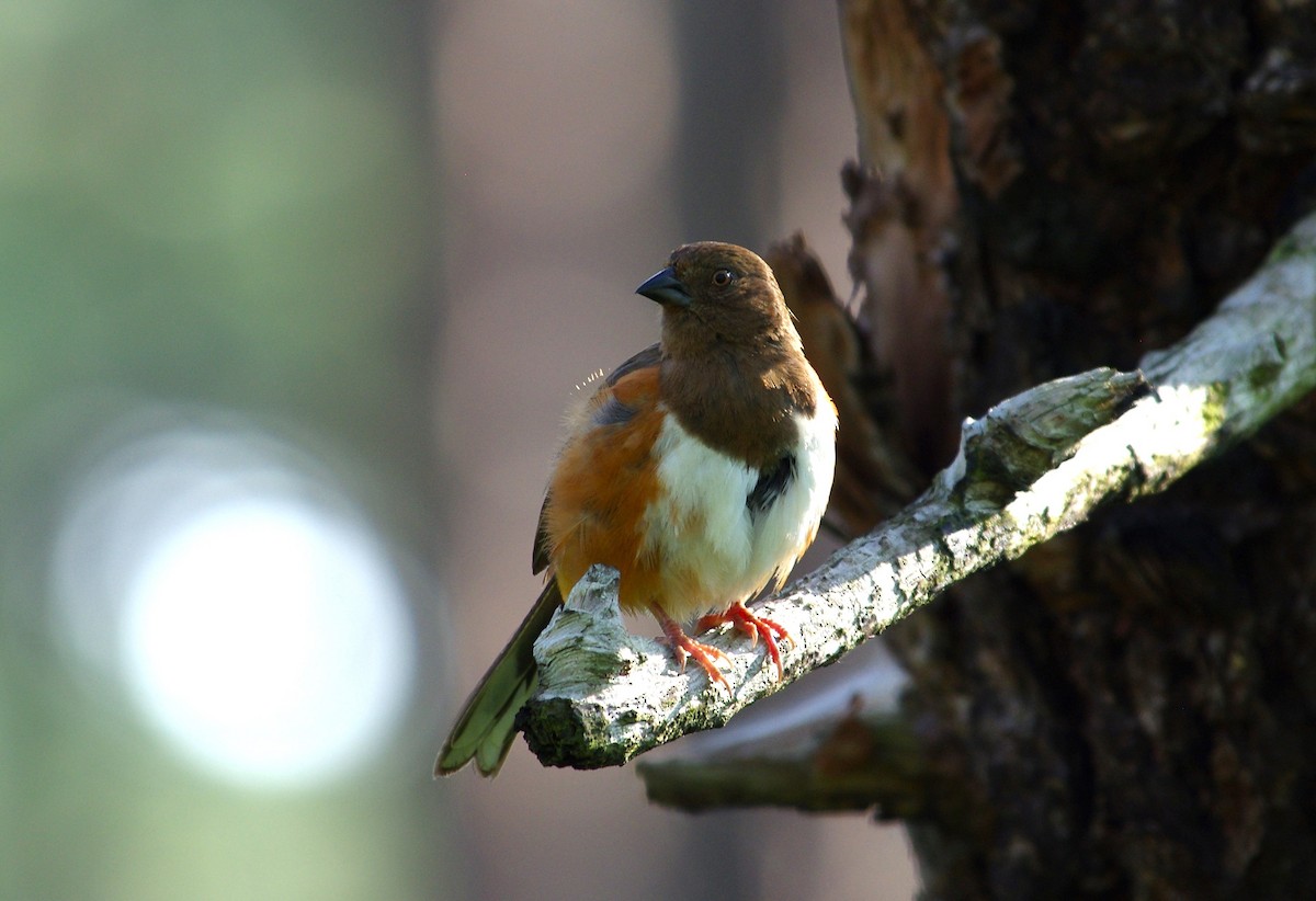 Eastern Towhee - ML619743690