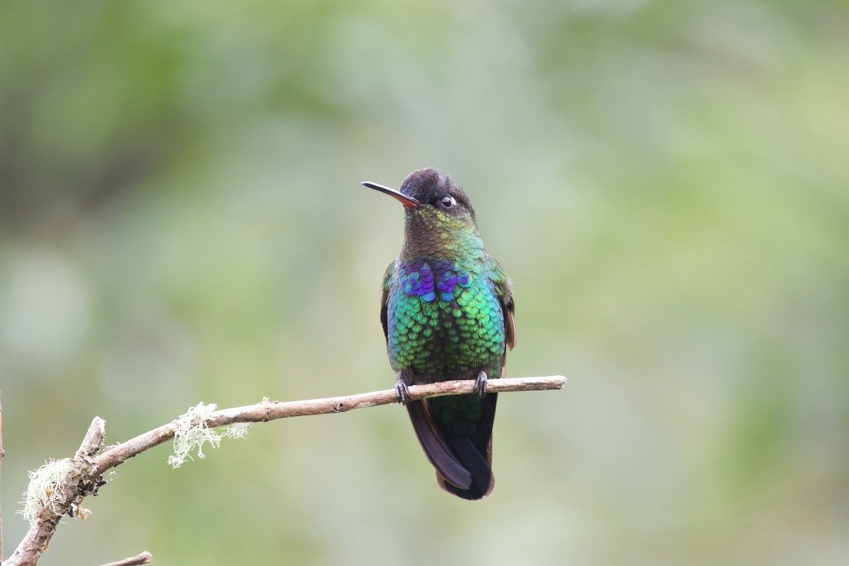 Fiery-throated Hummingbird - ML619743703