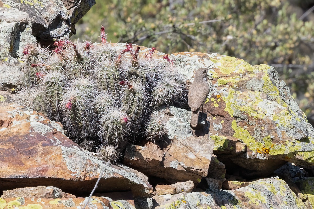 Troglodyte des rochers - ML619743744