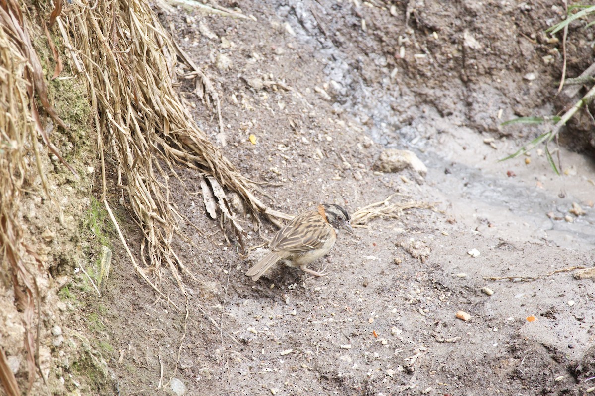 Rufous-collared Sparrow - allie bluestein