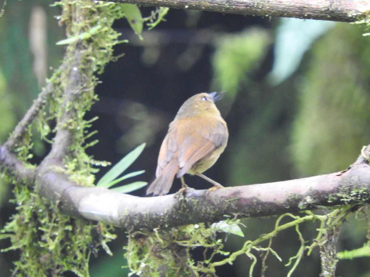 Bronze-olive Pygmy-Tyrant - Agustin Carrasco