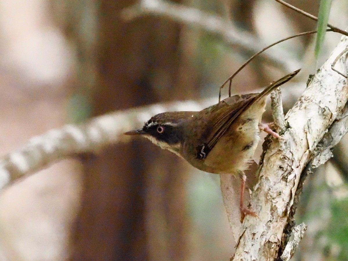 White-browed Scrubwren - ML619743769