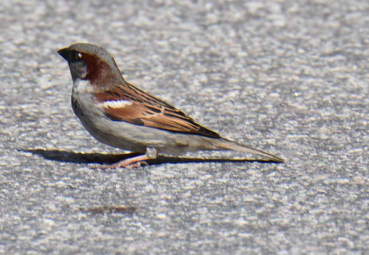 House Sparrow - ML619743813