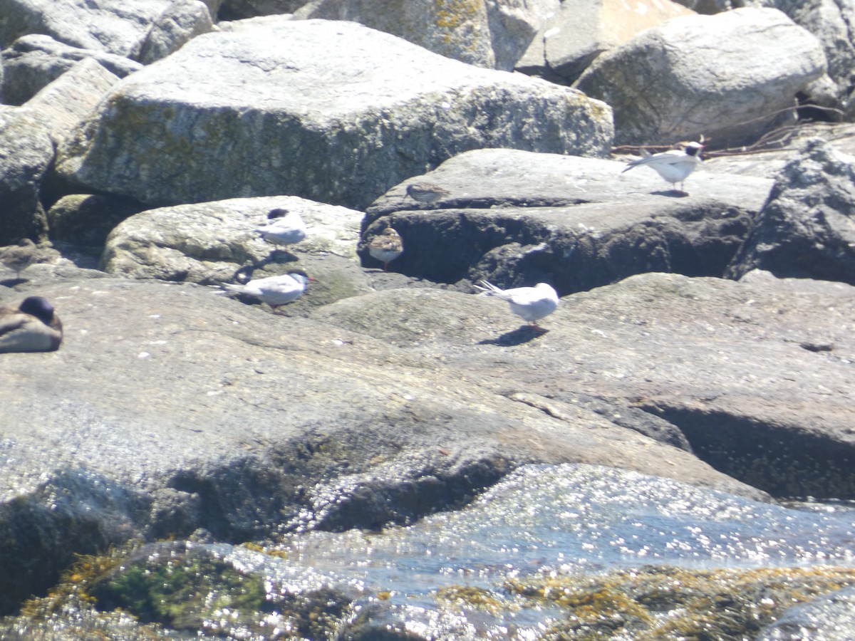 Common Tern - ML619743828