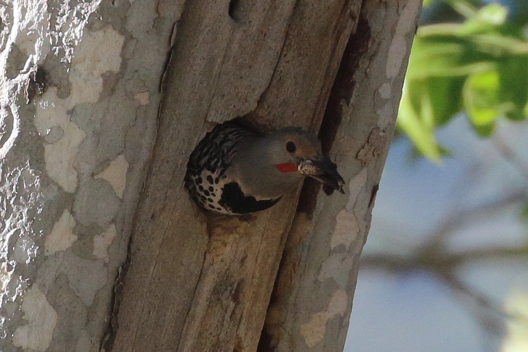 Northern Flicker (Red-shafted) - ML619743836
