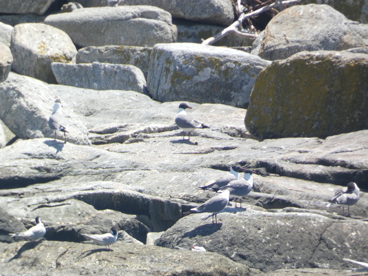 Laughing Gull - ML619743838