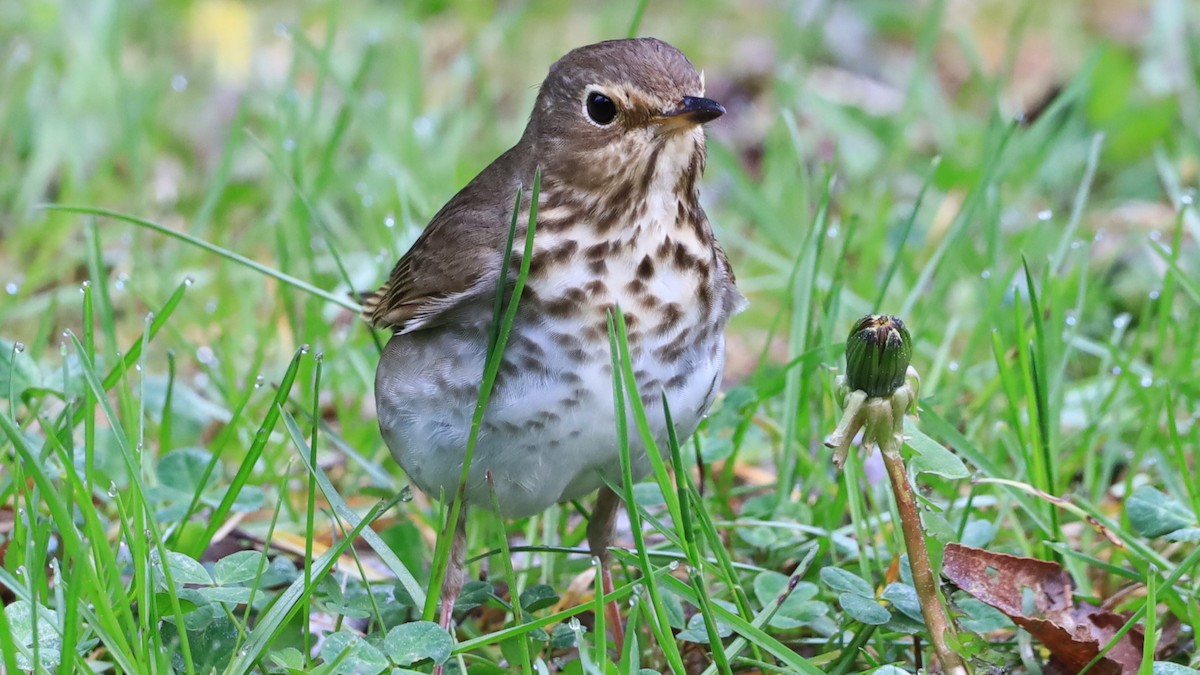 Swainson's Thrush - ML619743841