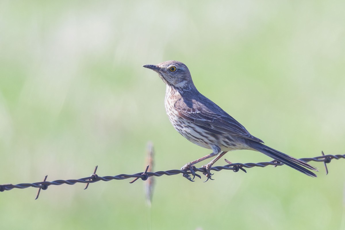 Sage Thrasher - ML619743846