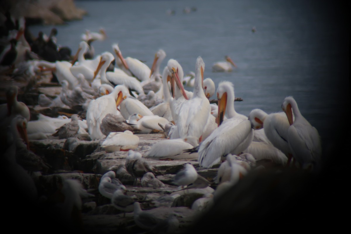 American White Pelican - ML619743868