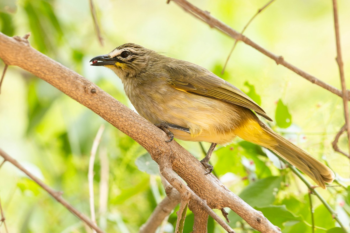 Bulbul Cejiblanco - ML619743882