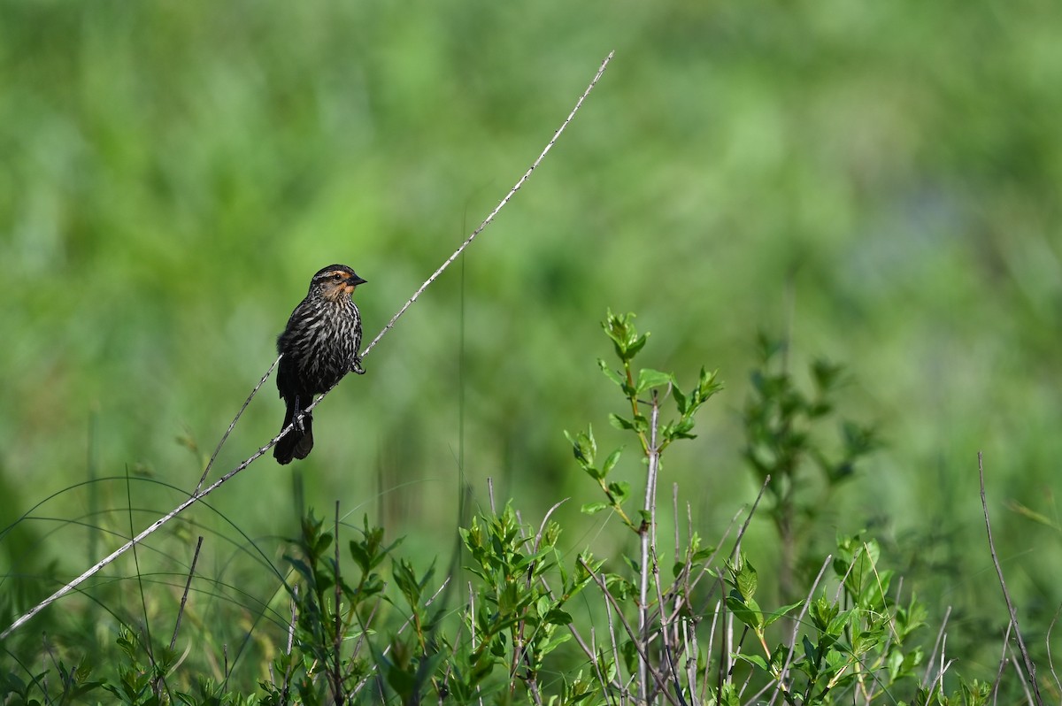 Red-winged Blackbird (Red-winged) - ML619743885