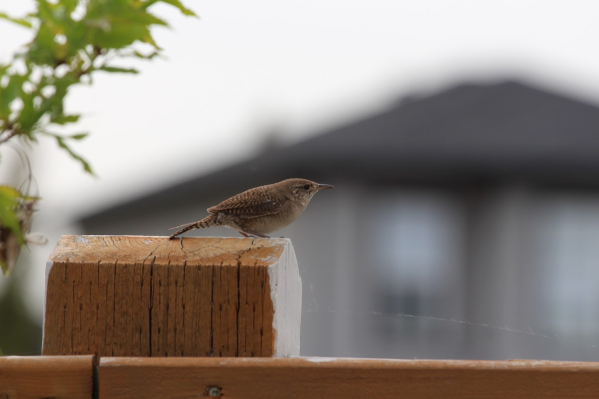 House Wren - ML619743899