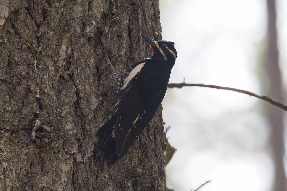 Williamson's Sapsucker - ML619743903