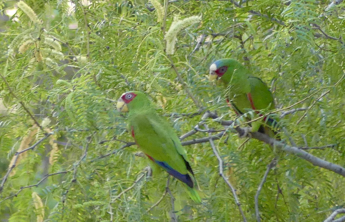 White-fronted Parrot - ML619743904