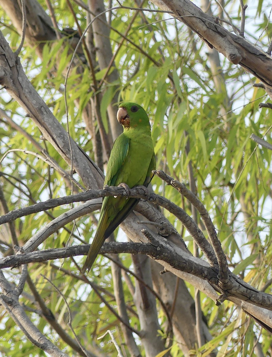 Meksika Yeşil Papağanı - ML619743913