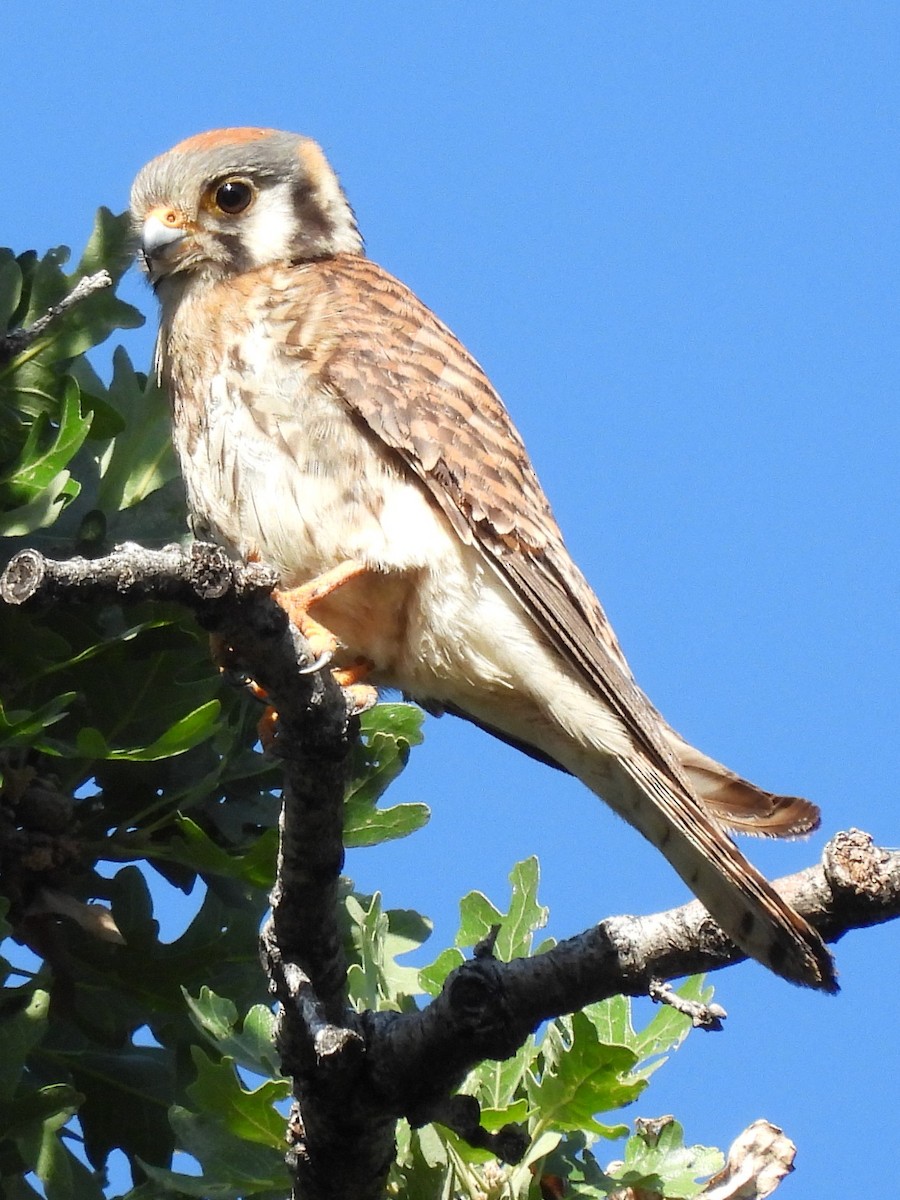 American Kestrel - ML619743915