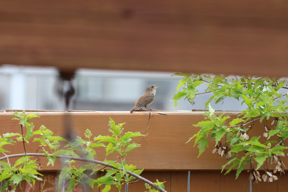 House Wren - Ethan Keller