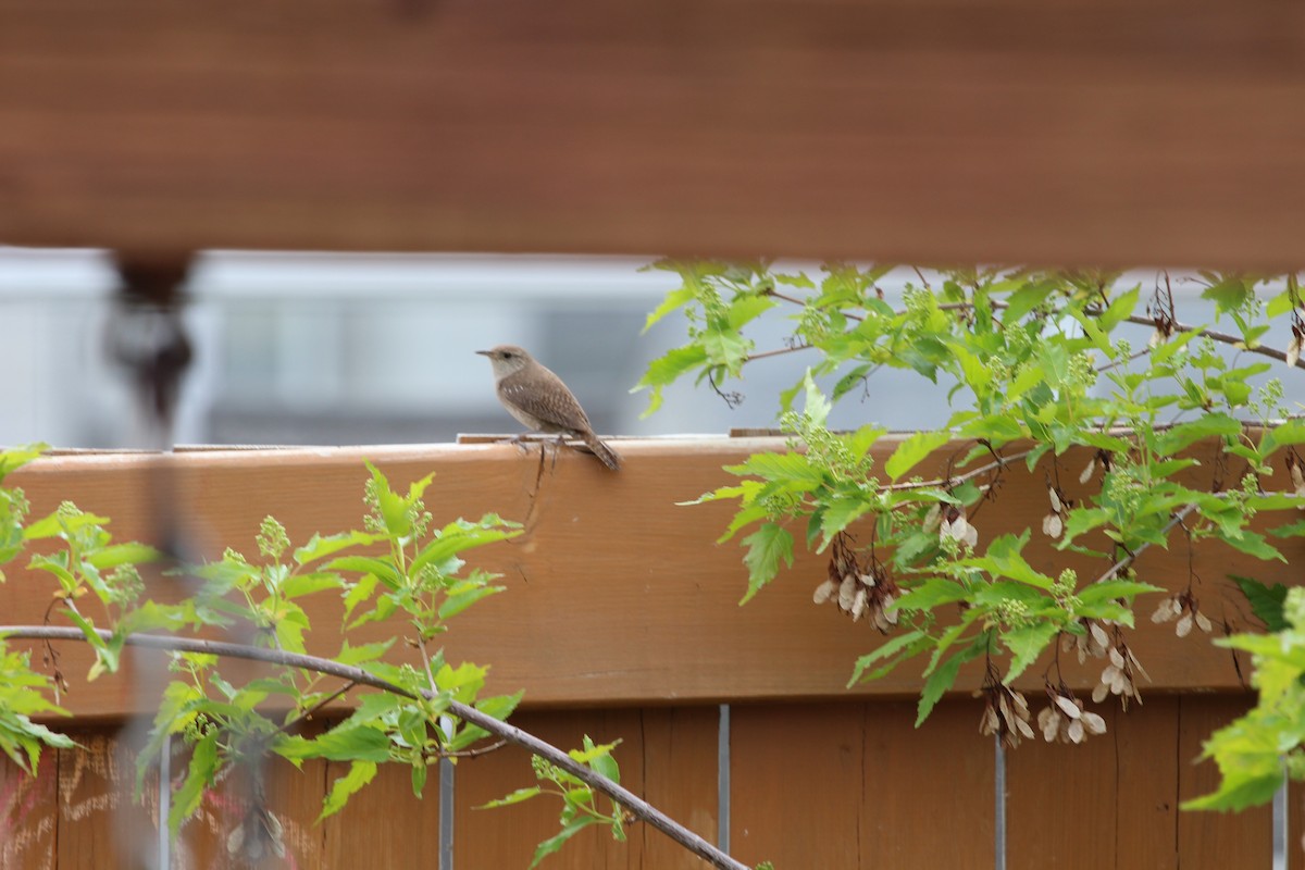 House Wren - ML619743936