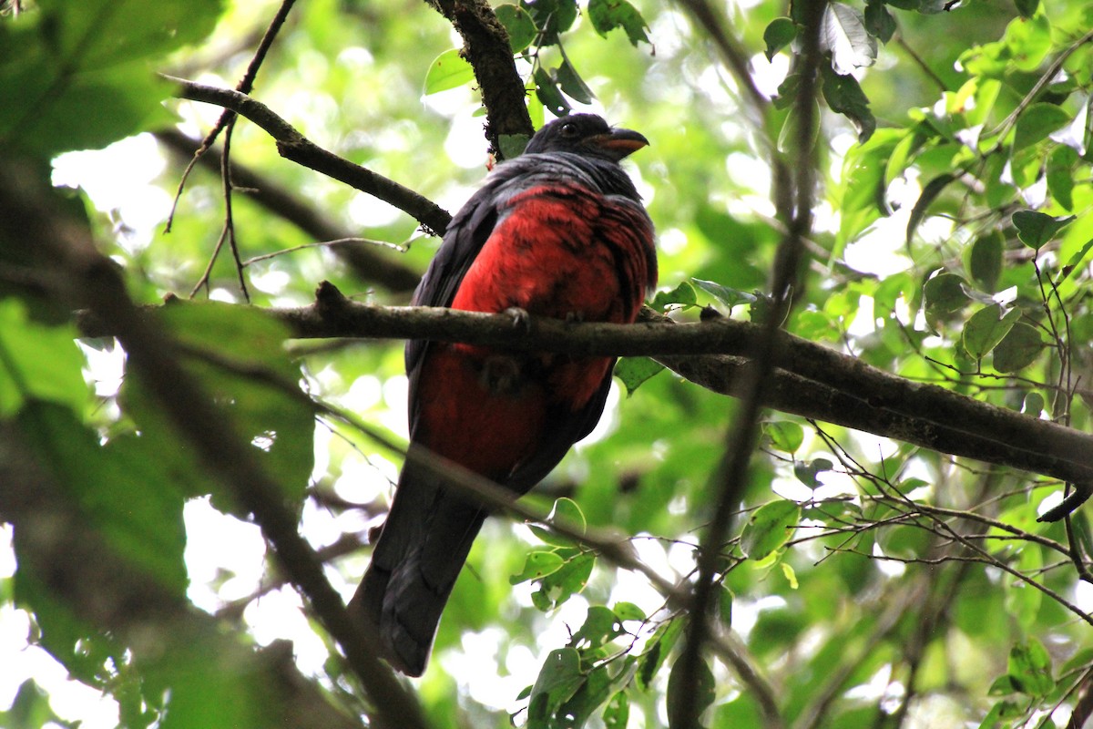 Slaty-tailed Trogon - ML619743964