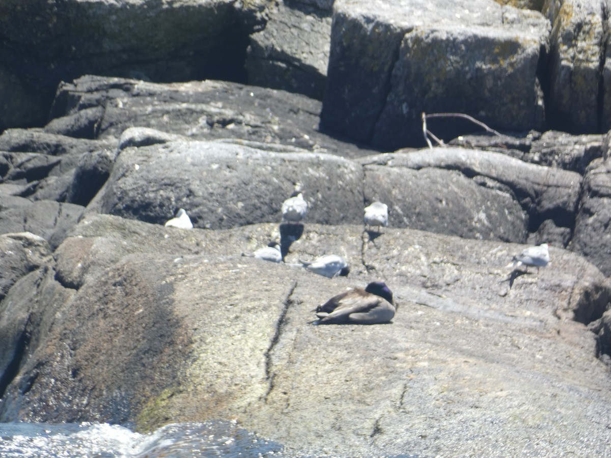 tanımsız ördek (Anatinae sp.) - ML619743975